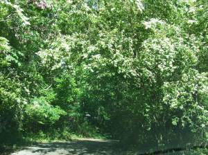 Driveway Entrance to our last home.